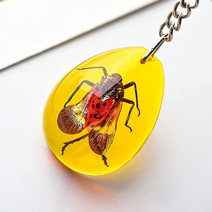 Amazon.co.jp: 6個本物の昆虫キーホルダーカブトムシ動物標本収集昆虫